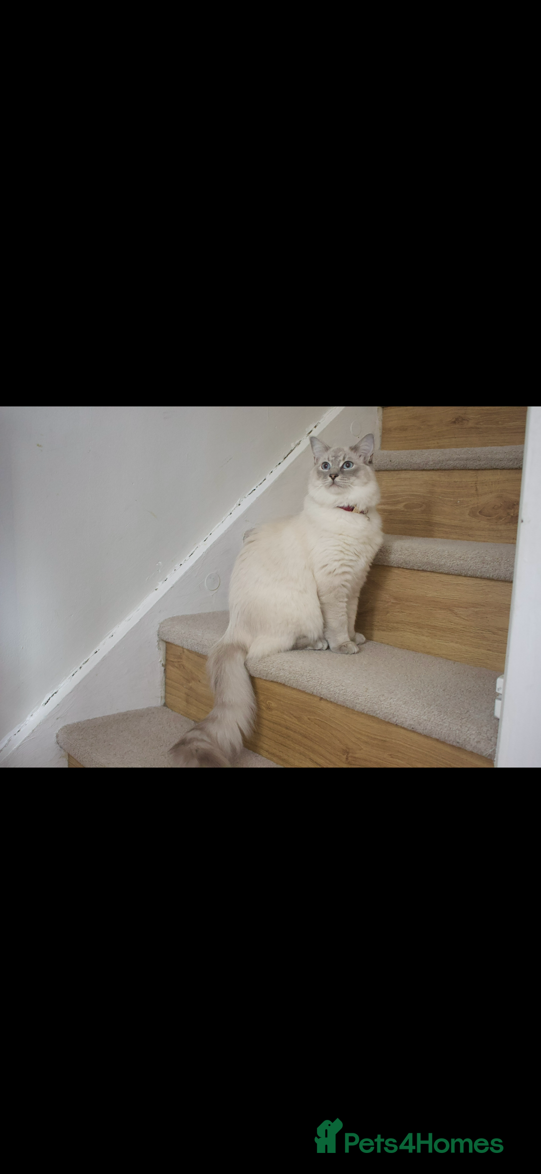 Ragdoll cats for sale: Blue Lynx Ragdoll - Image 3