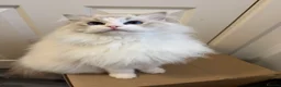 Ragdoll cats for sale: Female Blue Bi Colour and Kittens in Birmingham - Advert 6