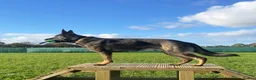 German Shepherd dogs for stud: CAESAR of TYGUARD AXLE x YORKA Z GEMERA IKC - Advert 2