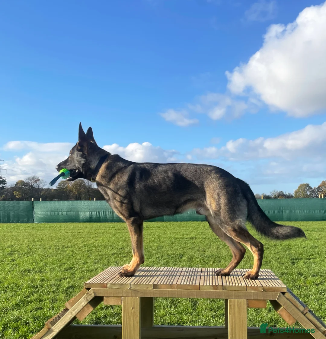 German Shepherd dogs for stud: CAESAR of TYGUARD AXLE x YORKA Z GEMERA IKC - Advert 2