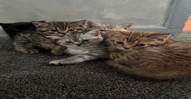 British Shorthair cats - Advert 13