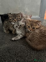 British Shorthair cats - Advert 13