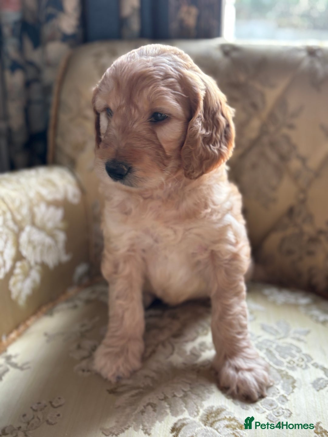 Goldendoodle dogs for sale: Goldendoodle pups - Advert 1