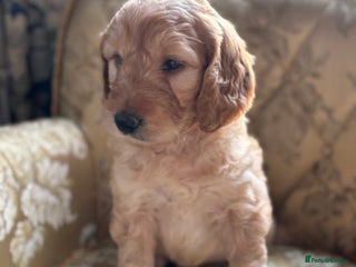 Goldendoodle dogs Goldendoodle pups - Advert 2