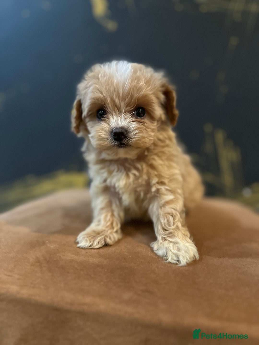 Maltipoo dogs for sale: Gourgeous toy maltipoo puppies❤️ - Image 6