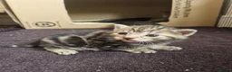 Mixed Breed cats for sale: Russian Blue & Bengal Cross kittens - Advert 20