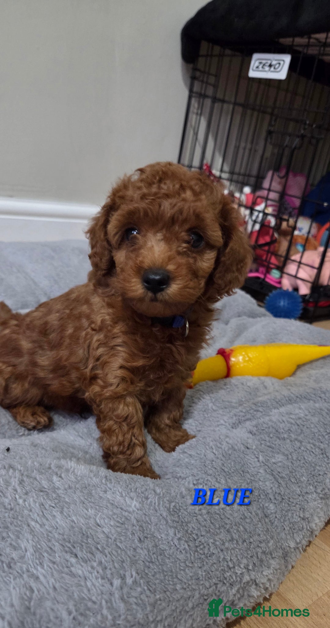 Mixed Breed dogs for sale: Toy / Aisan Poodle, Red Puppies - Advert 8