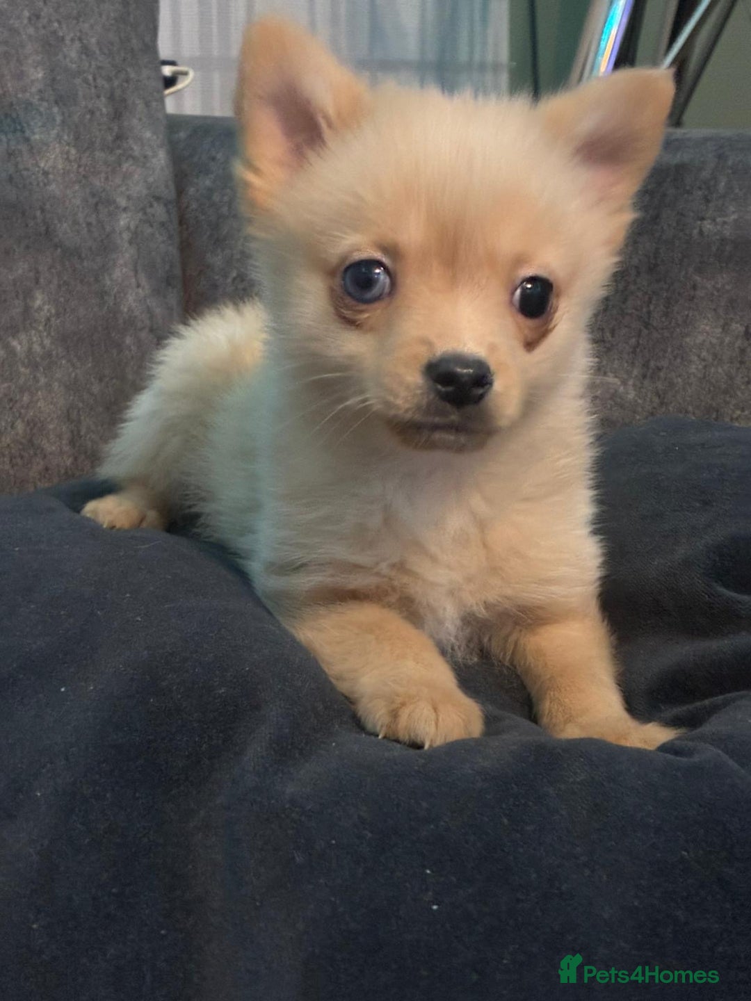 Mixed Breed dogs for sale: miniature Yorkshire terrier cross pure Pomeranian. - Advert 2