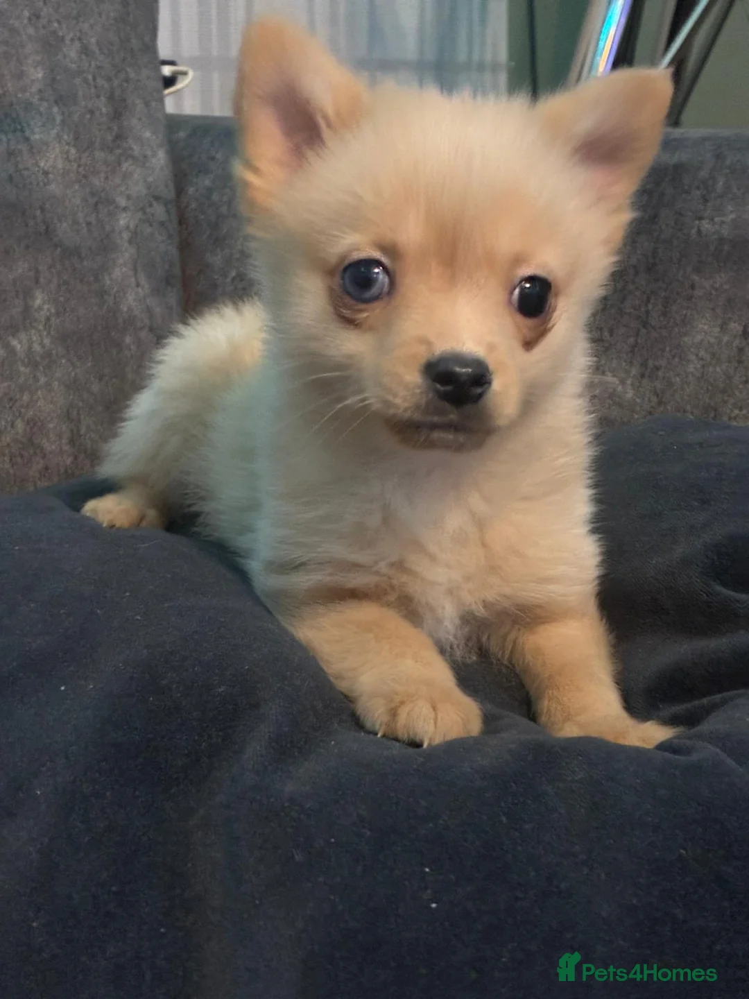 Mixed Breed dogs for sale: miniature Yorkshire terrier cross pure Pomeranian. - Advert 2