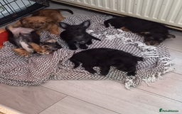 Mixed Breed dogs for sale: 💞ONLY 4 Beautiful Yorkie Russel Puppies Left 💞 - Image 24