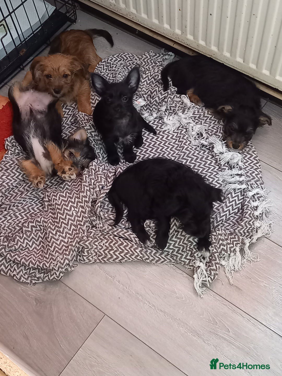Mixed Breed dogs for sale: 💞ONLY 4 Beautiful Yorkie Russel Puppies Left 💞 - Image 24