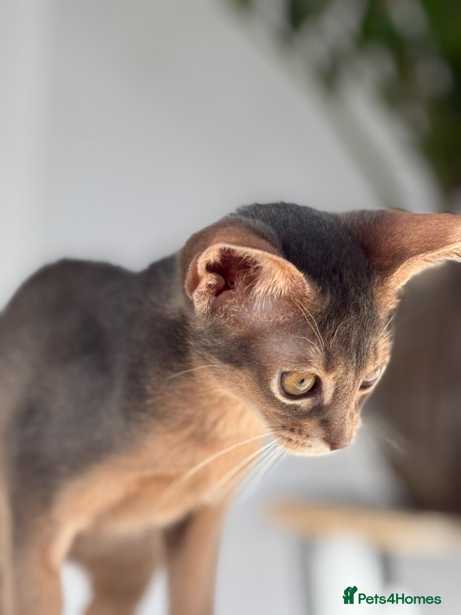 Abyssinian cats     Gorgeous kittens from champion parents 😽 - Advert 1