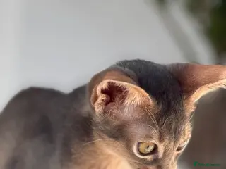 Abyssinian cats Gorgeous kittens from champion parents 😽 - Advert 4