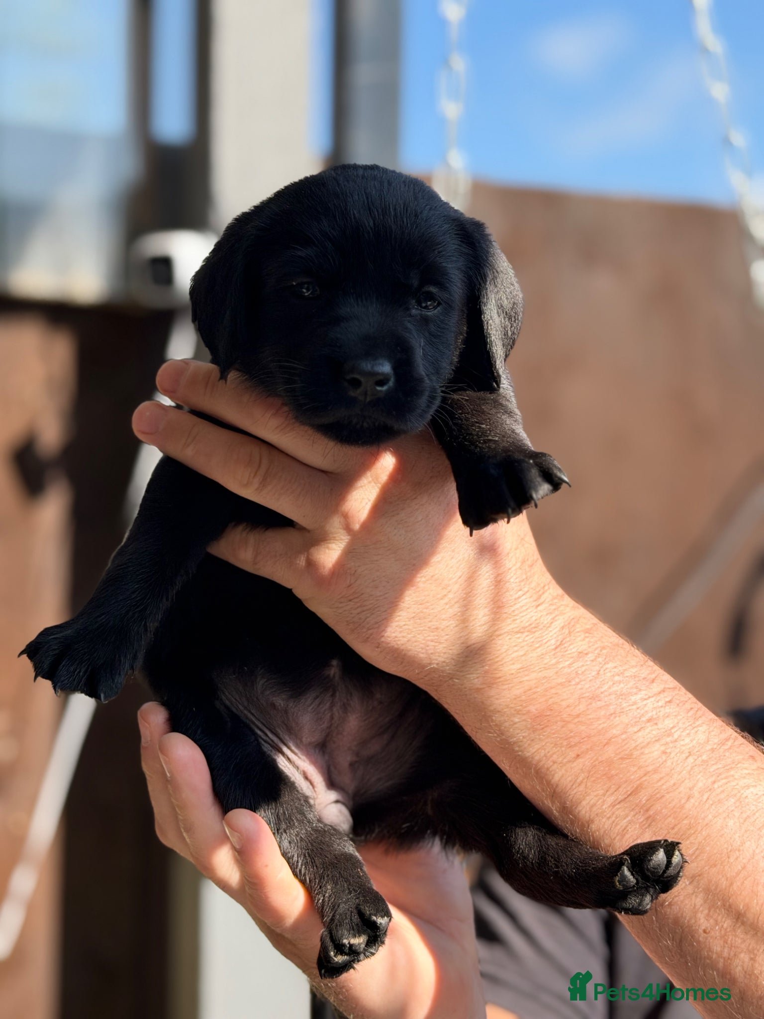 Labrador Retriever dogs KC Black&Yellow labs Available  - Advert 5