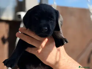 Labrador Retriever dogs KC Black&Yellow labs Available - Advert 6