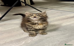 Maine Coon cats for sale: Pedigree Maine Coon kittens - Image 10