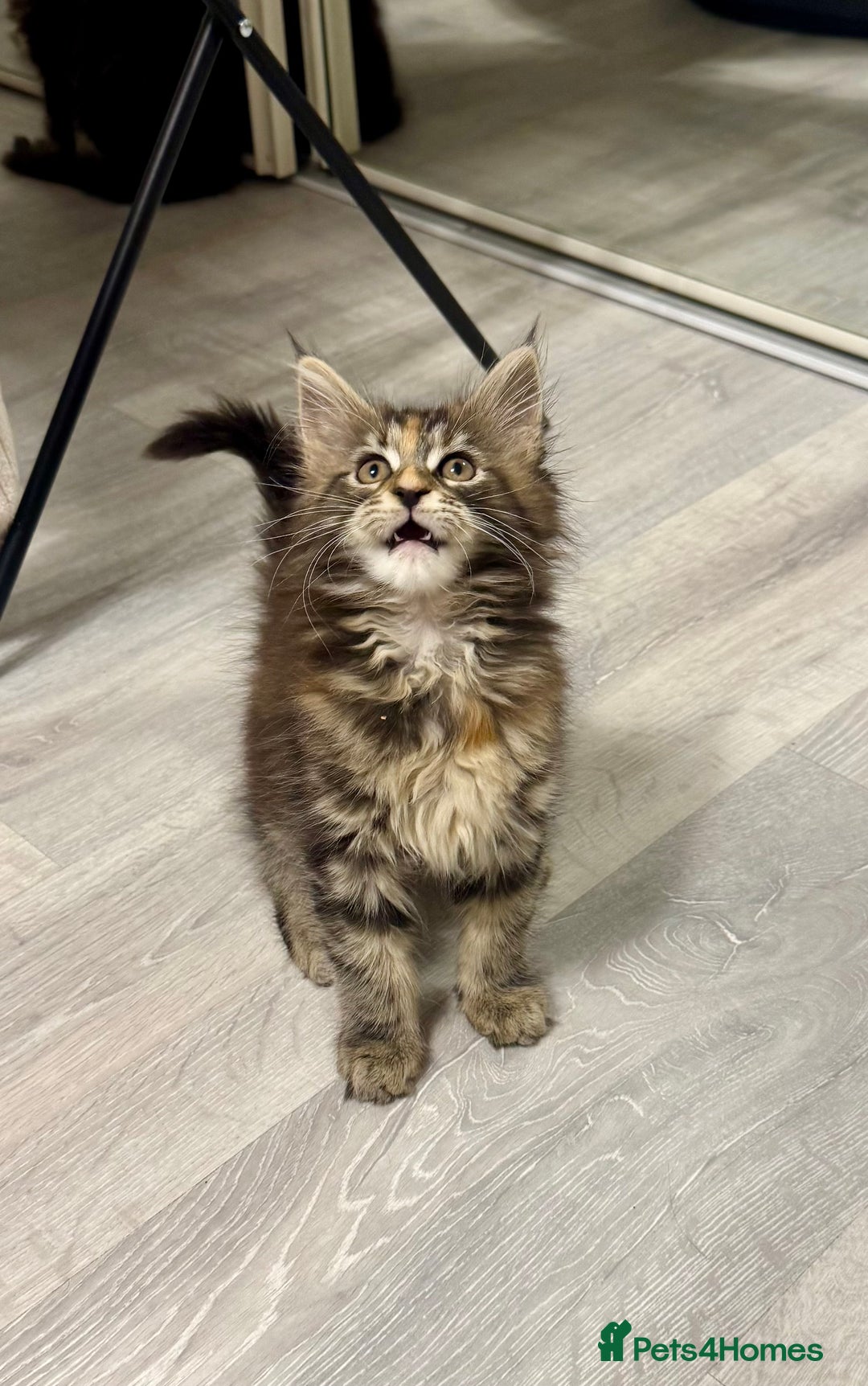 Maine Coon cats for sale: Pedigree Maine Coon kittens - Image 10