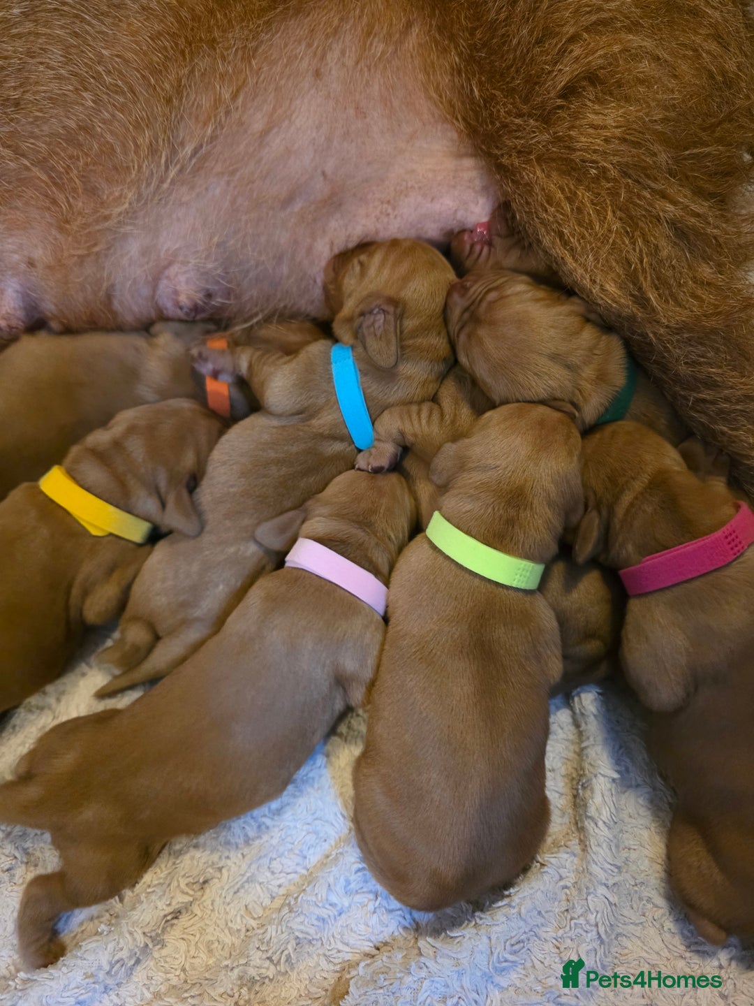 Mixed Breed dogs for sale: Hungarian vizsla cross cocker spaniel puppies - Advert 5
