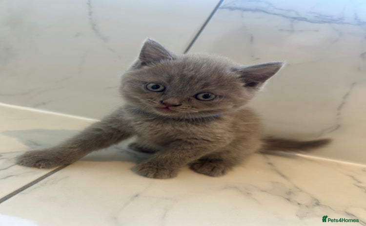 British Shorthair cats - Advert 11