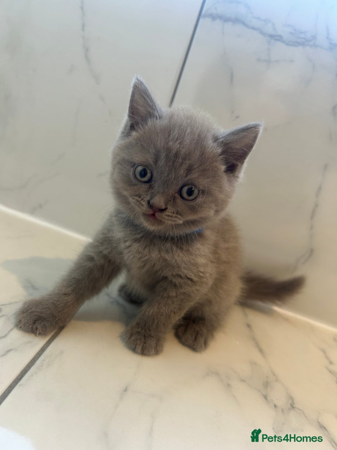 British Shorthair cats for sale: British shorthair kittens  - Image 2