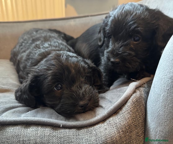 Jackapoo Dogs Breed - Information, Temperament, Size & Price | Pets4Homes