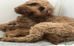 Cockapoo dogs for sale: Beautiful Red F1 Cockapoo Puppies - Image 5