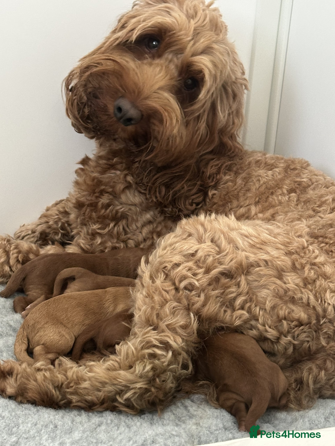 Cockapoo dogs for sale: Beautiful Red F1 Cockapoo Puppies - Image 5