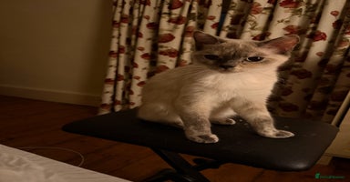 British Shorthair cats - Advert 16