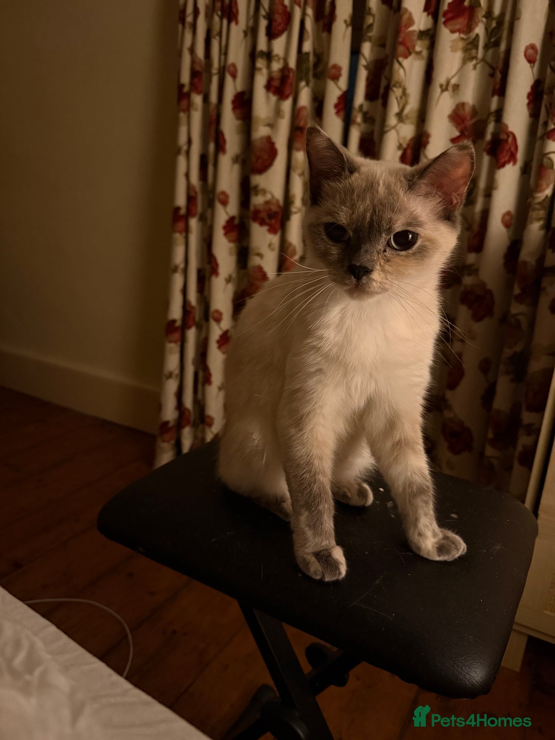 British Shorthair cats for sale: Beautiful British Shorthair x Ragdoll - Image 3