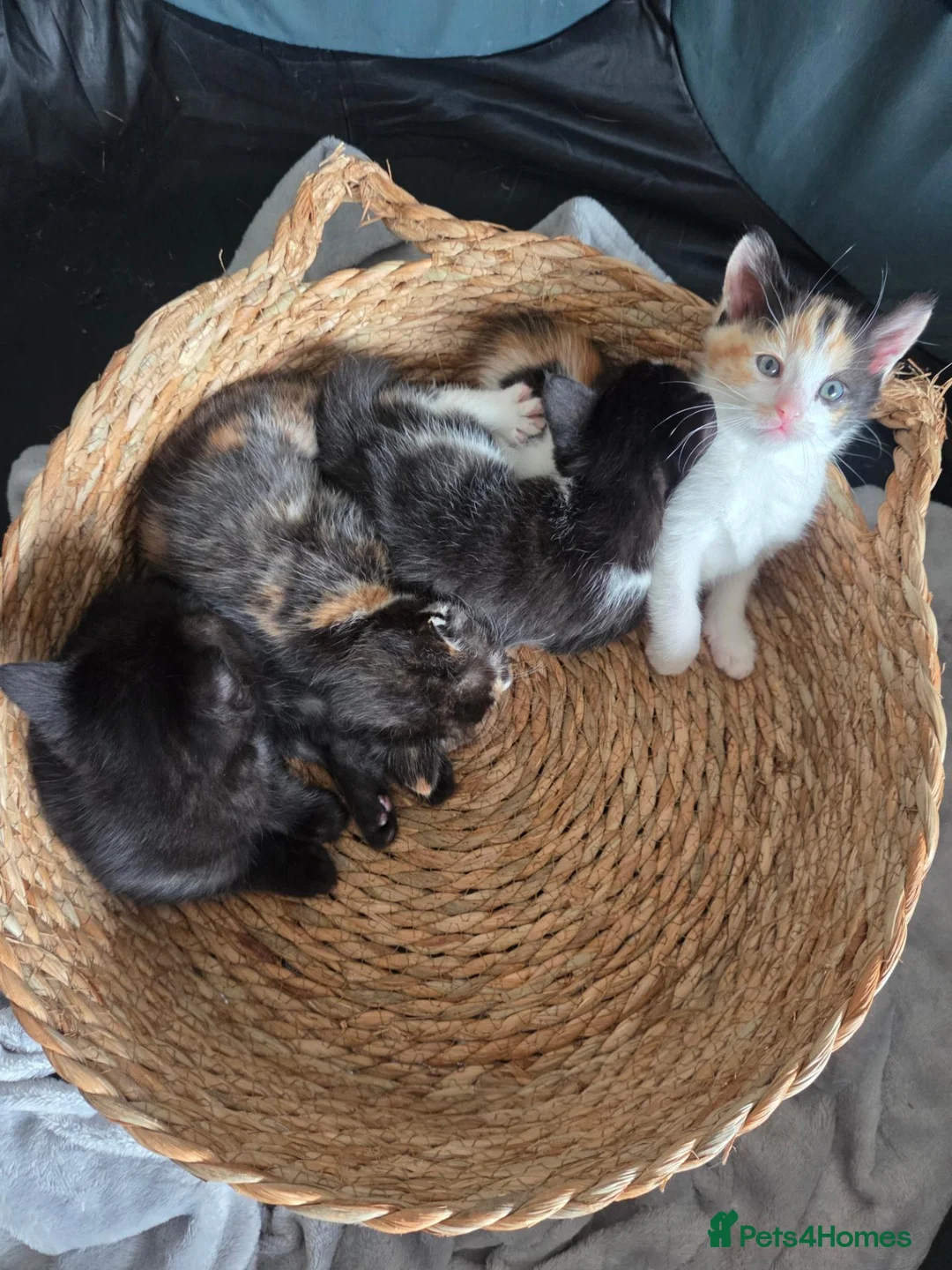 Mixed Breed cats for sale: Kittens  in Erskine - Advert 2