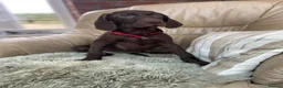 German Shorthaired Pointer dogs for sale: Stunning boy and girls  - Advert 11