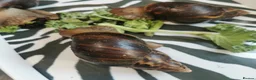 Snails invertebrates for sale: Giant African Land Snails, smaller ones available  - Advert 3