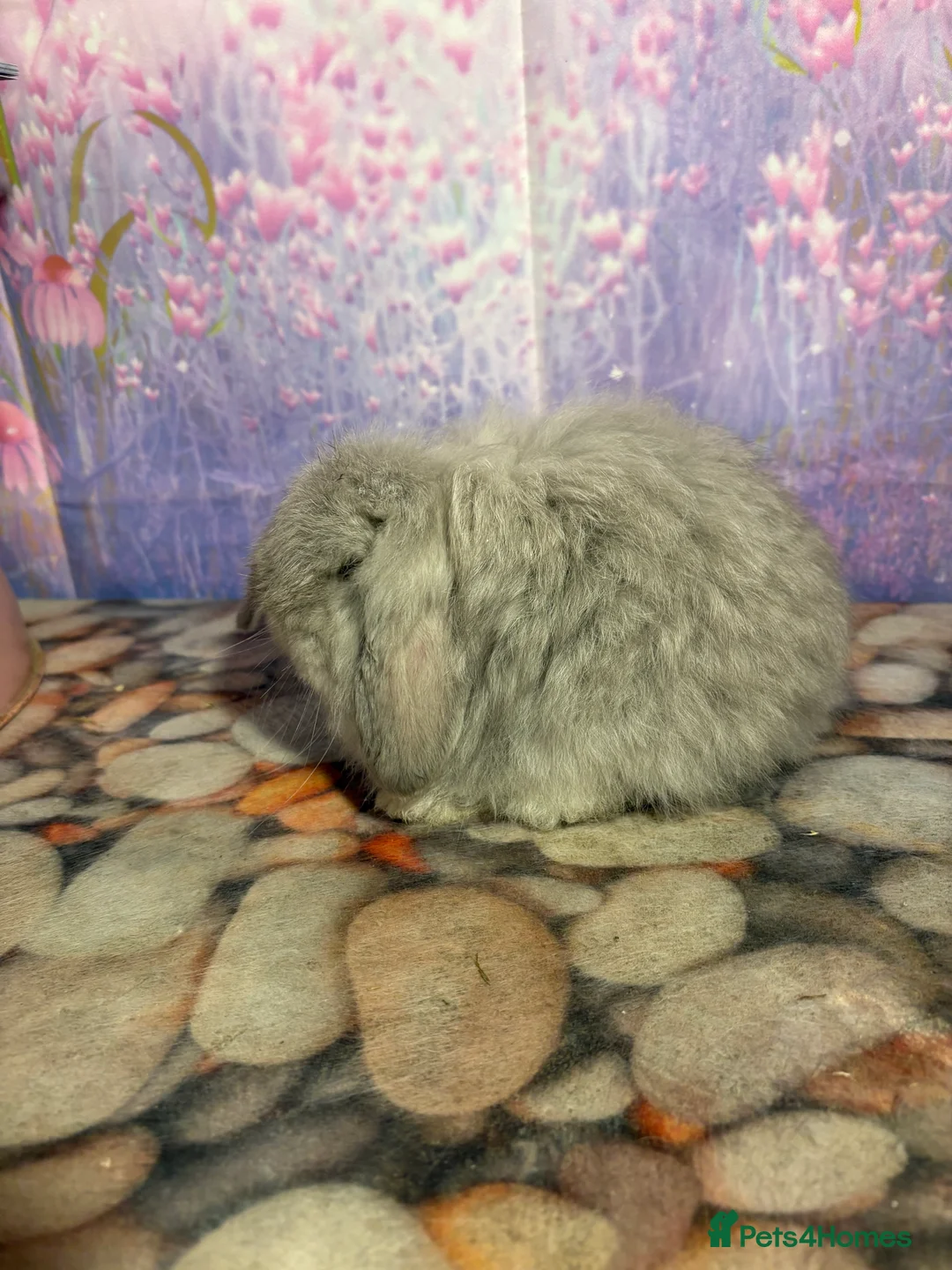 Mini Lop rabbits for sale: Mini lops vaccinated ready to leave - Advert 6