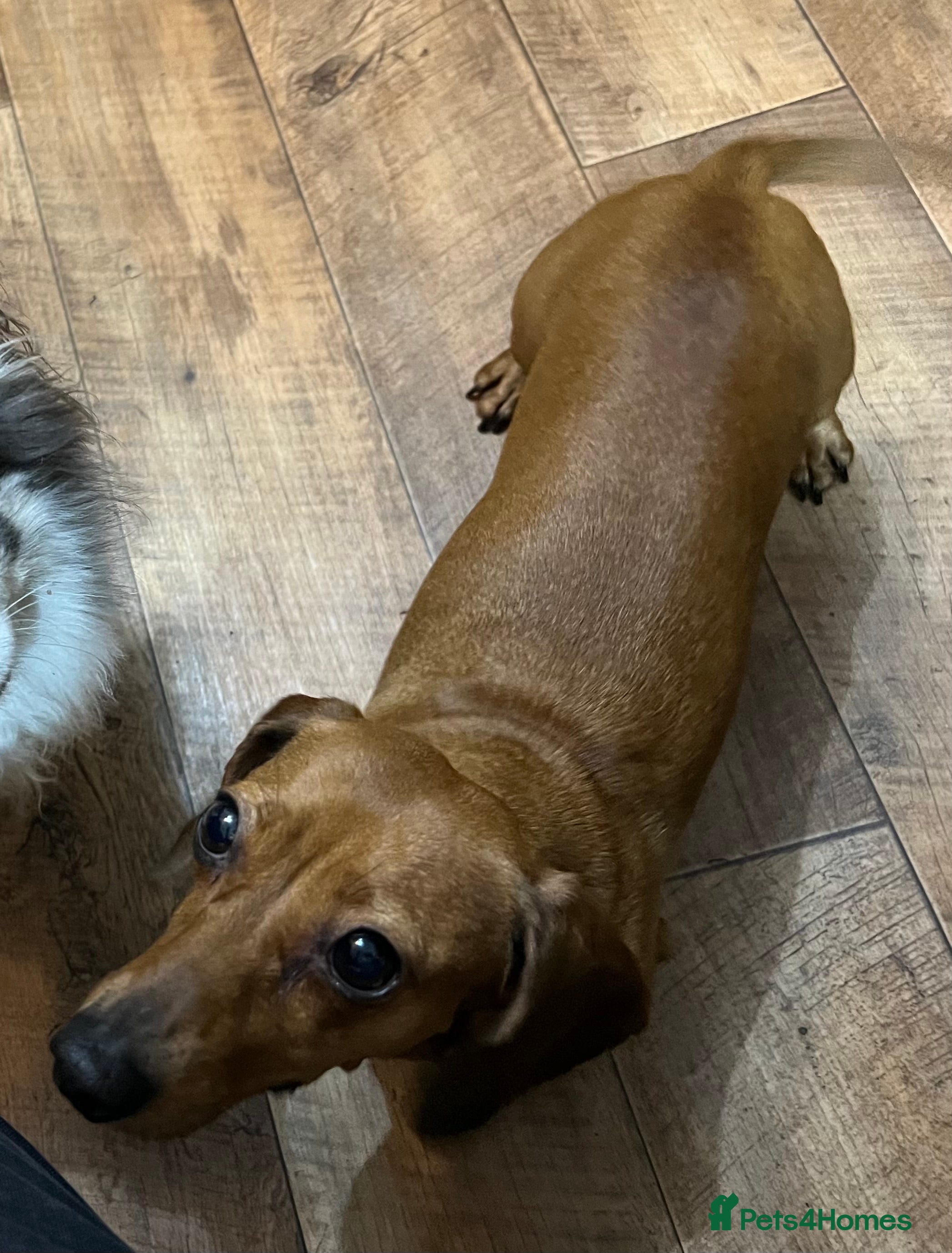 Miniature Dachshund dogs Female Red Miniature Dachshund 5 Years Old  - Advert 1