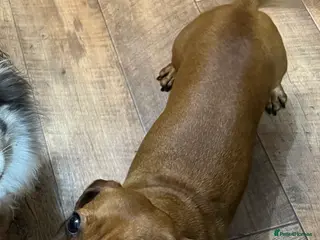 Miniature Dachshund dogs Female Red Miniature Dachshund 5 Years Old - Advert 1