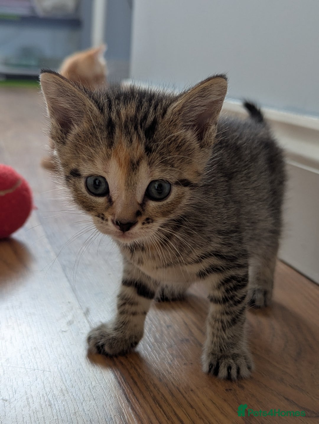 Domestic Shorthair cats for sale: Adorable Kittens Looking for Their Forever Homes - Image 5
