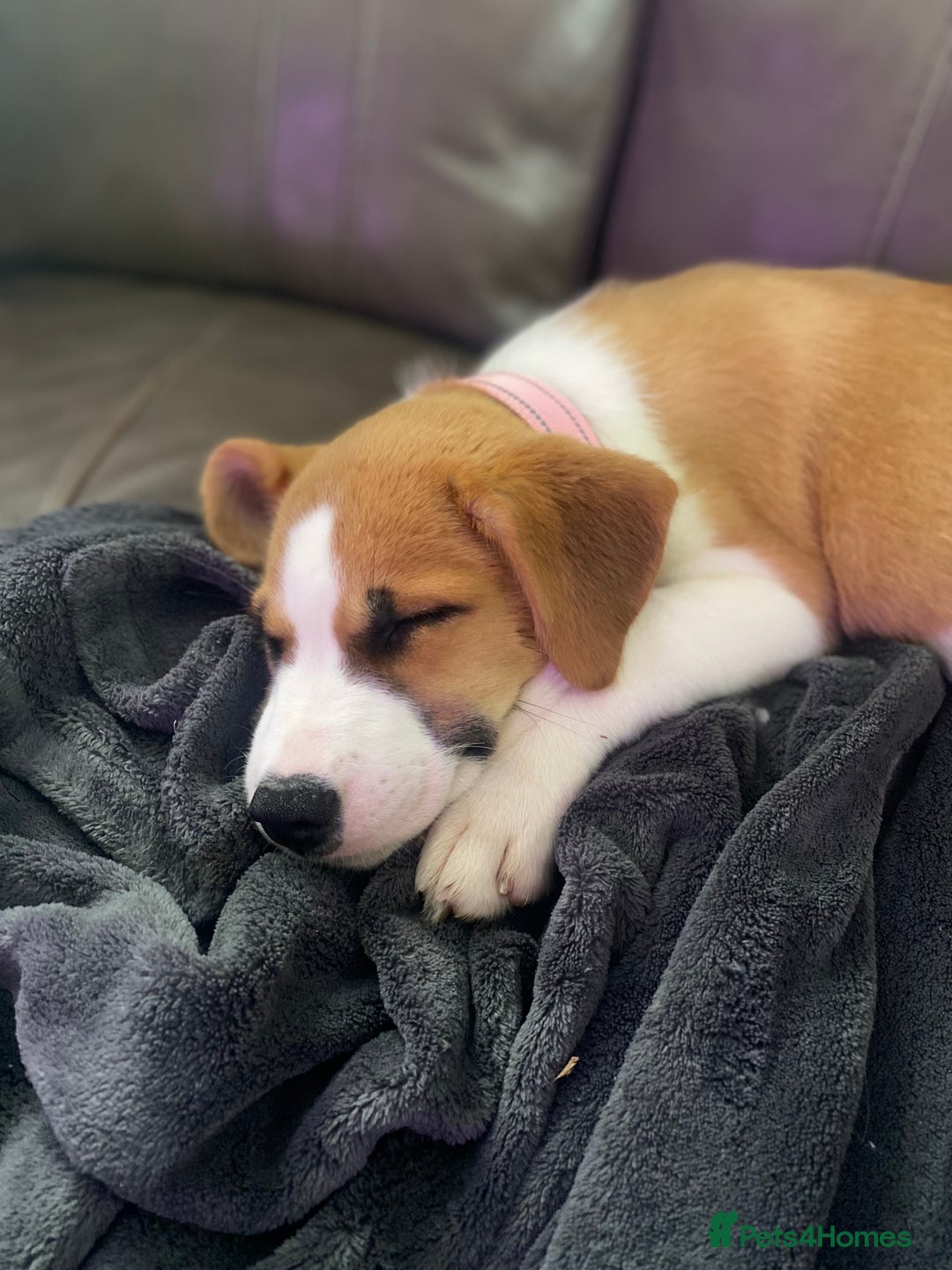 Mixed Breed dogs for sale: Looking for forever home  - Image 6