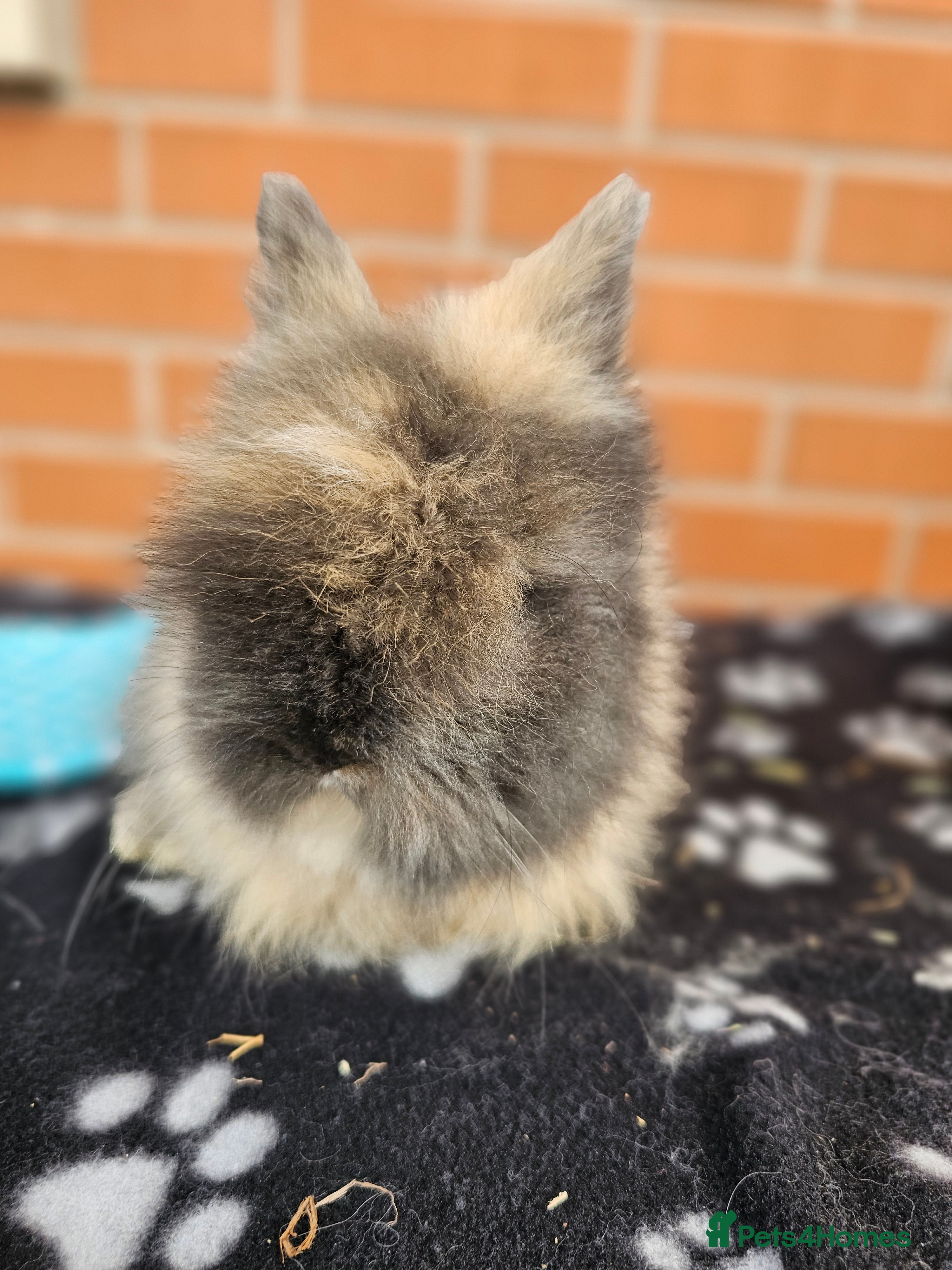 Lionhead rabbits Double Maned Lionhead  - Advert 2