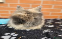 Lionhead rabbits for sale: Double Maned Lionhead  - Image 12