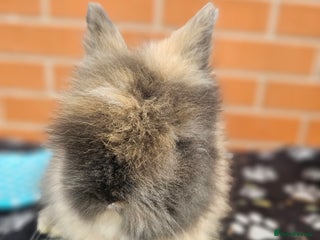 Lionhead rabbits Double Maned Lionhead - Advert 18