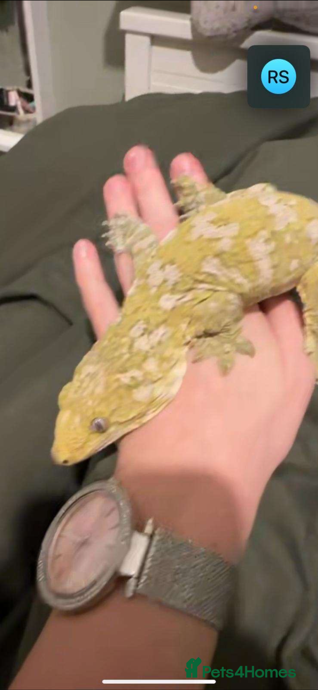 Gecko reptiles for sale: Male leachianus gecko with full set up  - Advert 3