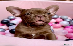 French Bulldog dogs for sale: Outstanding Isabella & Rojo French Bulldog puppies - Image 3