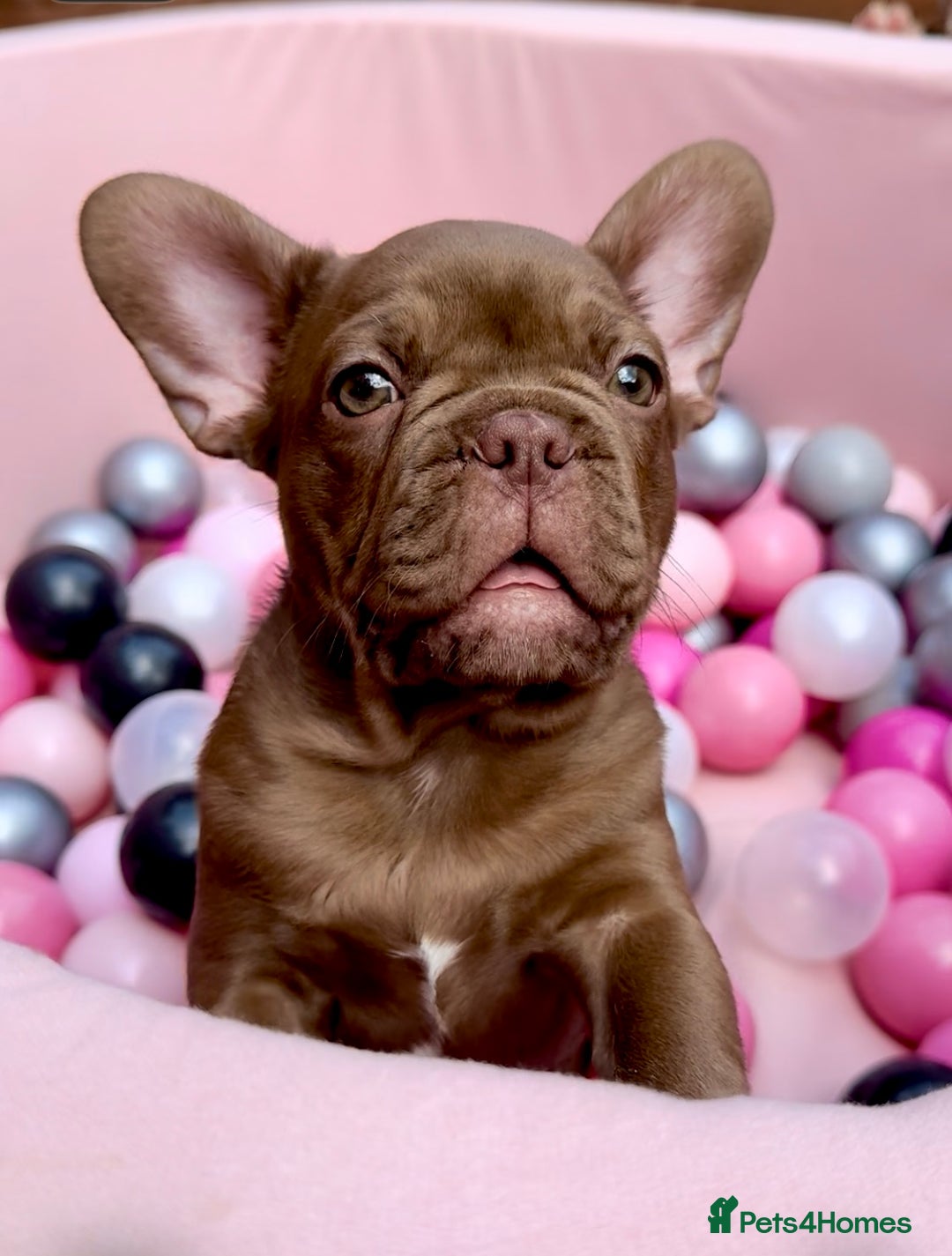 French Bulldog dogs for sale: Outstanding Isabella & Rojo French Bulldog puppies - Image 3