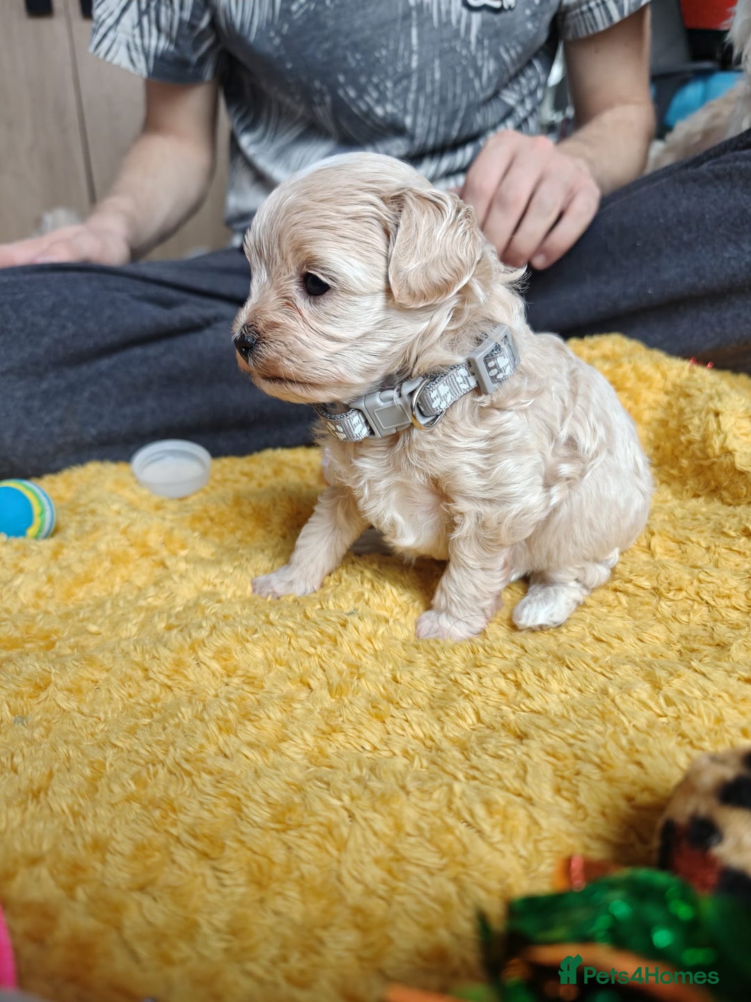 Maltipoo dogs for sale: F2 Mini Maltipoo,Toy size 4 boys - Image 20