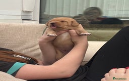 Springador dogs for sale: Labrador puppies (red/copper). Health checked.  - Image 10