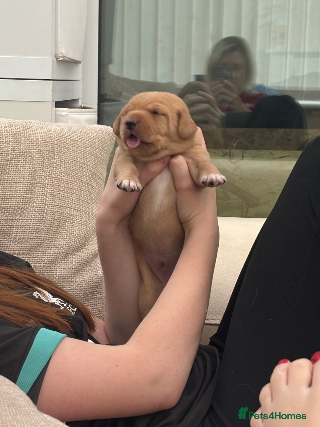 Springador dogs for sale: Labrador puppies (red/copper). Health checked.  - Image 10