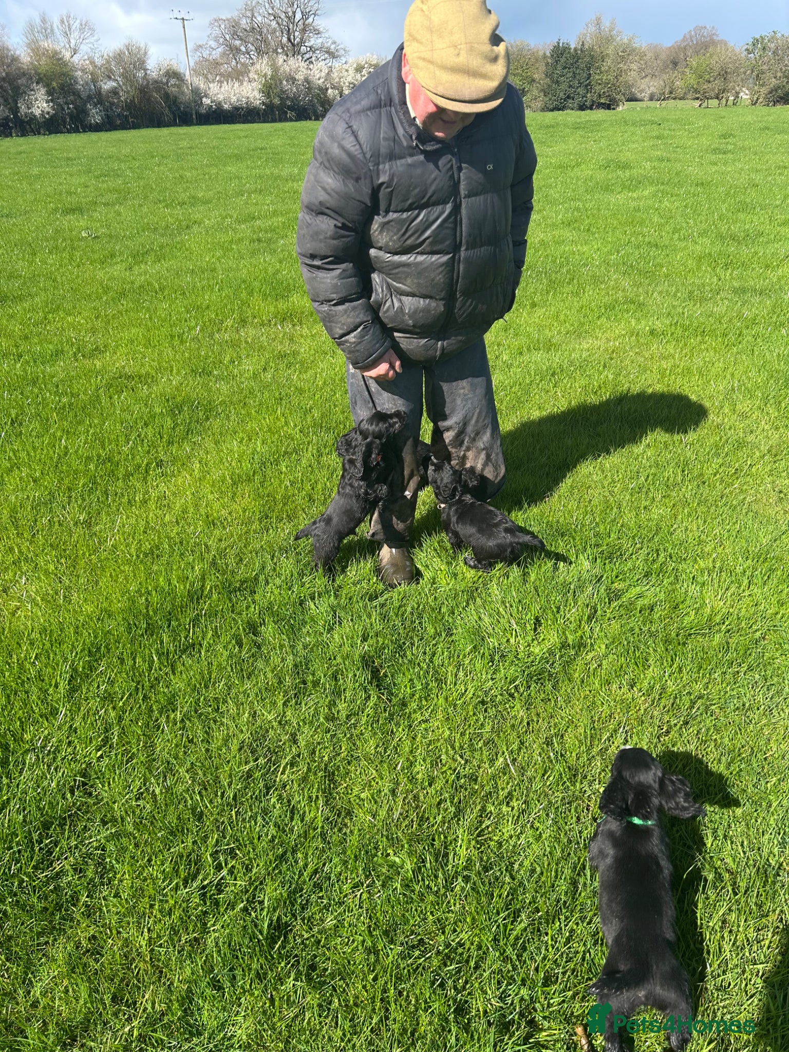 Cocker Spaniel dogs  Black KC Registered W C Spaniel puppies - Advert 2