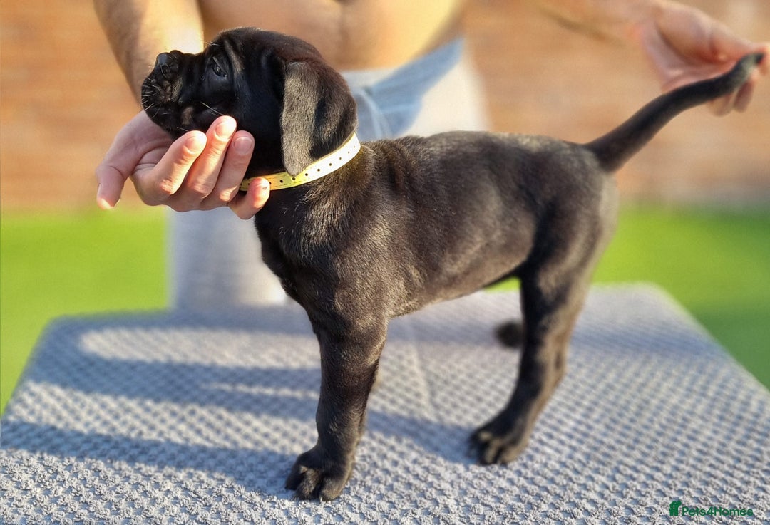 Cane Corso dogs for sale: Champion-Bloodline Cane Corso Puppies  - Image 8