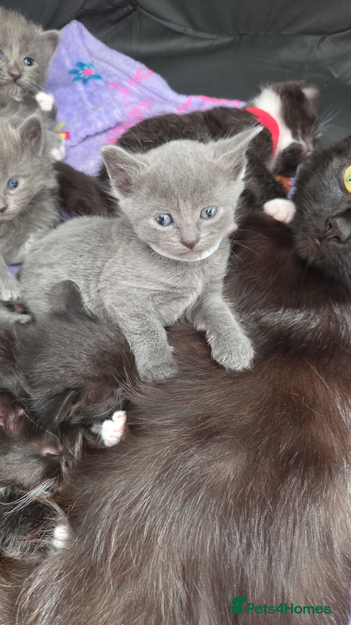 Mixed Breed cats Beautiful kittens for sale. Due to leave 19.6 - Advert 9