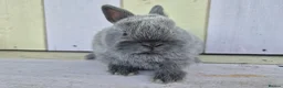 Netherland Dwarf rabbits for sale: 💜 Blue and sable netherland dwarfs babies 💜 - Advert 4